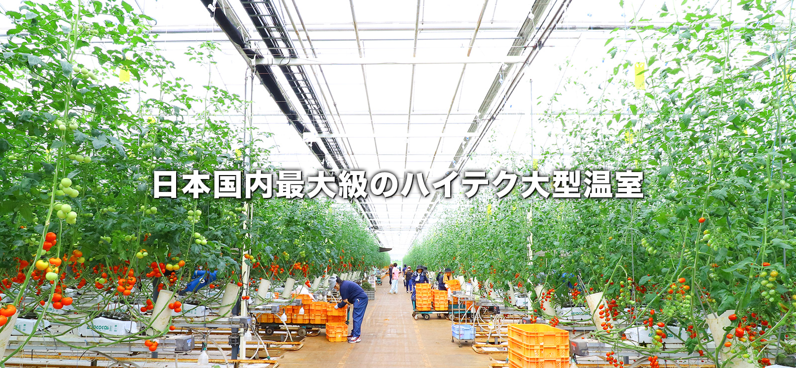 日本国内最大級のハイテク大型温室